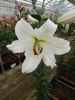 [4511 PO99 Forever No02.JPG]